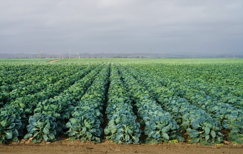 photo-1593406909257-b83156acf662.jpg 農(nóng)產(chǎn)品冷鏈物流基地