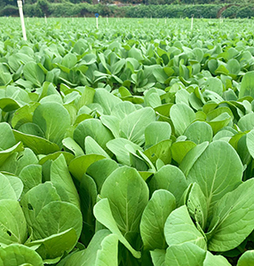 南平市基地.jpg 南平市基地.jpg