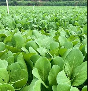 基地蔬菜種植.jpg 基地蔬菜種植.jpg