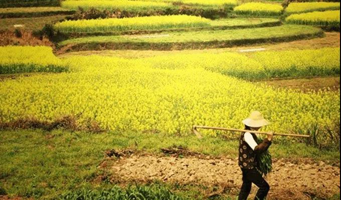 農(nóng)田.jpg 農(nóng)田