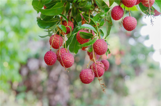 荔枝果.jpg 荔枝果