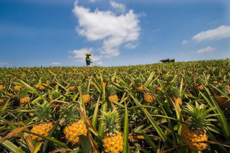 徐文菠蘿.jpg 徐文菠蘿.jpg