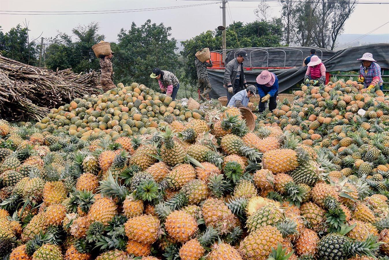 生鮮菠蘿.jpg 生鮮菠蘿.jpg