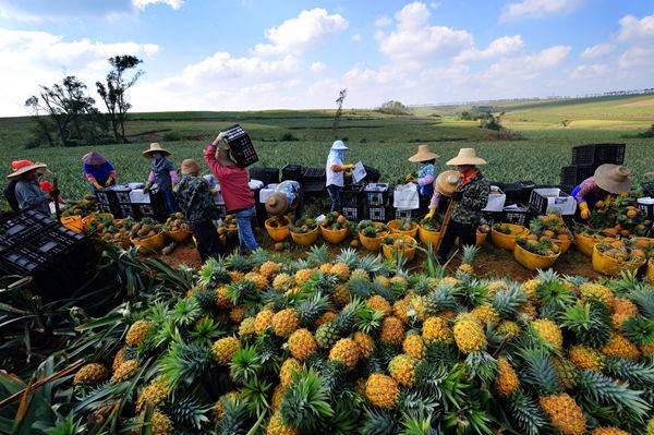 徐聞菠蘿豐收.jpg 徐聞菠蘿豐收.jpg