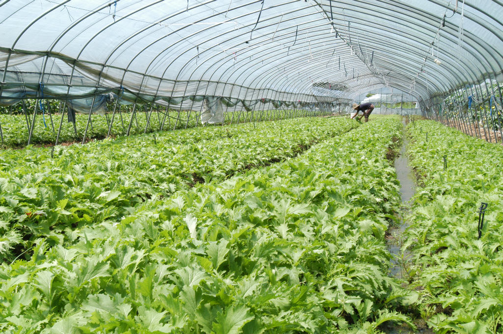 農(nóng)產(chǎn)品配送.jpg 農(nóng)產(chǎn)品配送.jpg