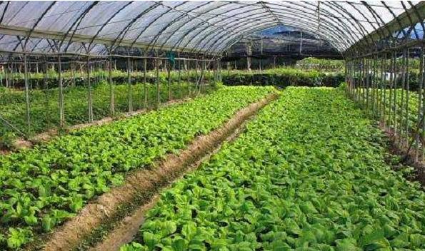 蔬菜大棚.jpg