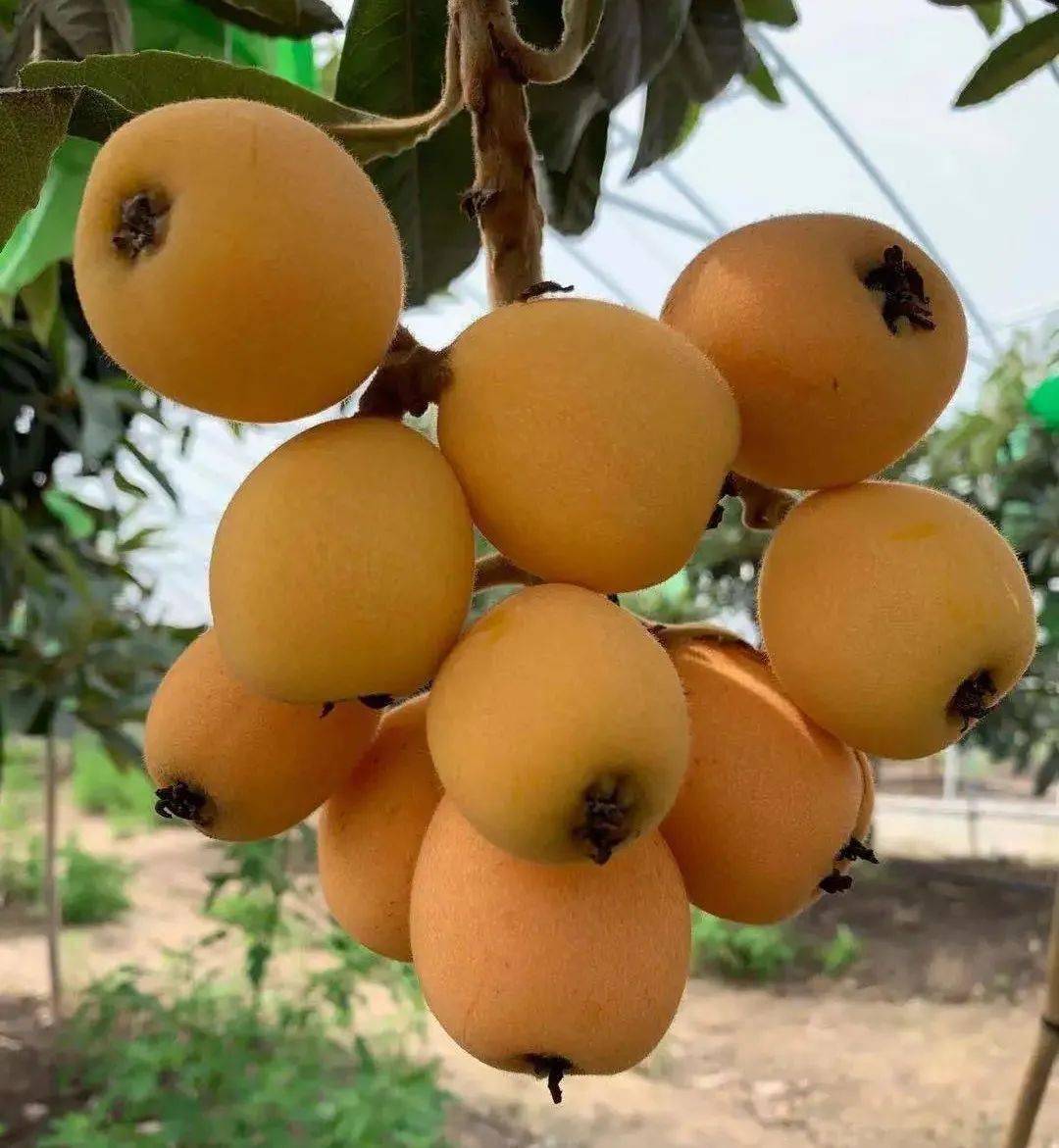 火炬枇杷.jpg 生鮮水果火炬枇杷