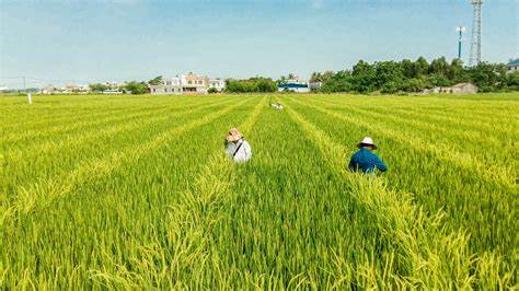 農產品行業.jpg 農產品行業.jpg