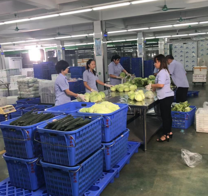 康來福蔬菜分揀中心.png 康來福蔬菜分揀中心