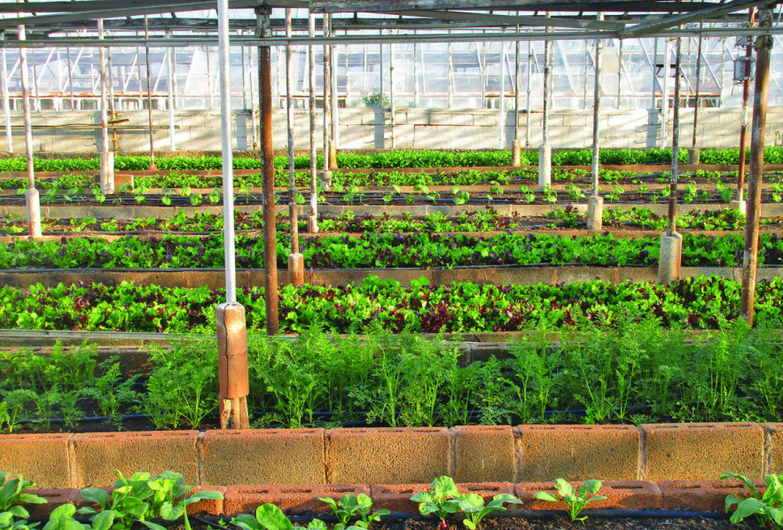 微信截圖_20211020170147.png 廣州蔬菜配送