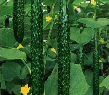 廣州蔬菜配送.jpg 廣州蔬菜配送.jpg