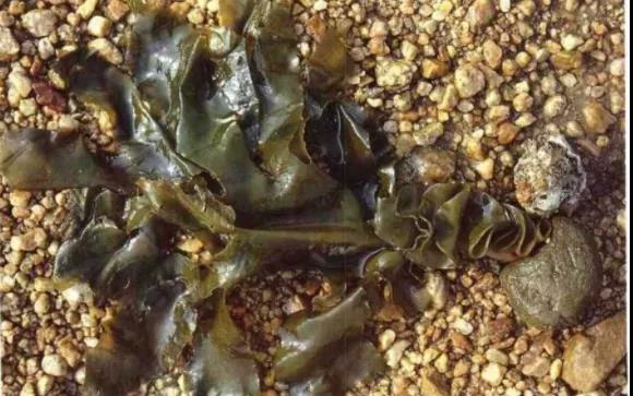 群帶菜.jpg 群帶菜