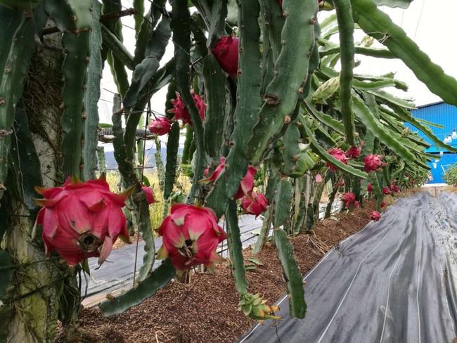 廣西火龍果基地.jpg 廣西火龍果基地