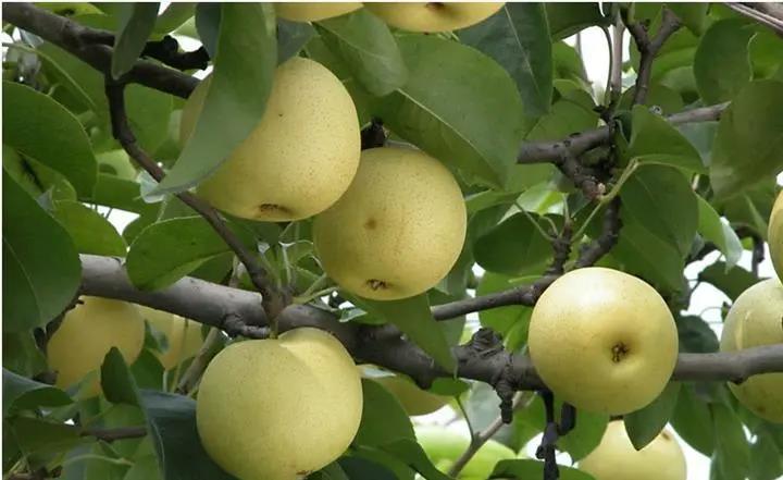 河北的梨.jpg 河北的梨