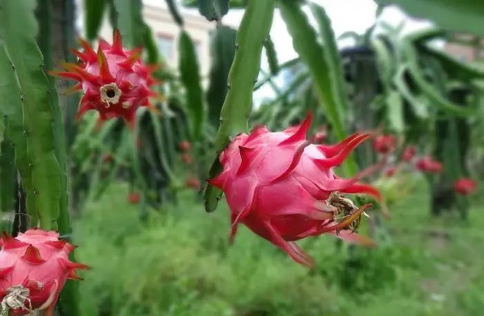 廣東火龍果.jpg 廣東火龍果