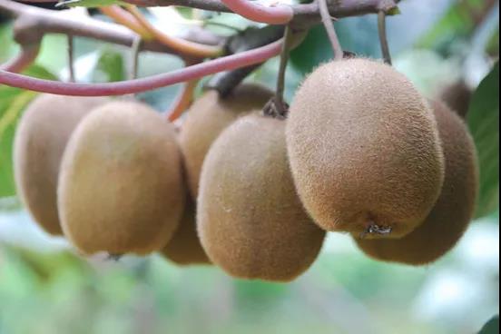 陜西獼猴桃.jpg 陜西獼猴桃