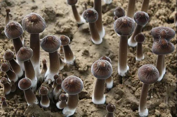 河南食用菌菇.jpg 河南食用菌菇