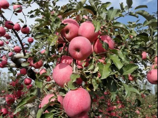 陜西蘋果.jpg 陜西蘋果