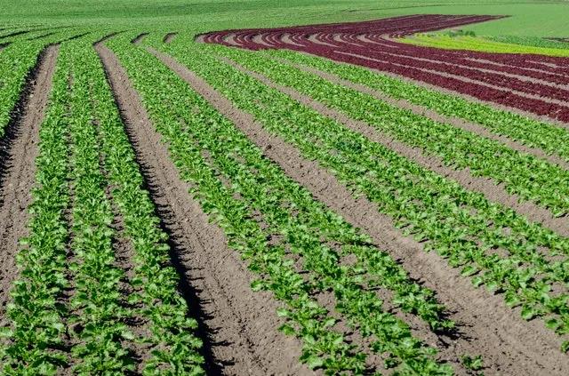 廣州農副產品基地.jpg 廣州農副產品基地