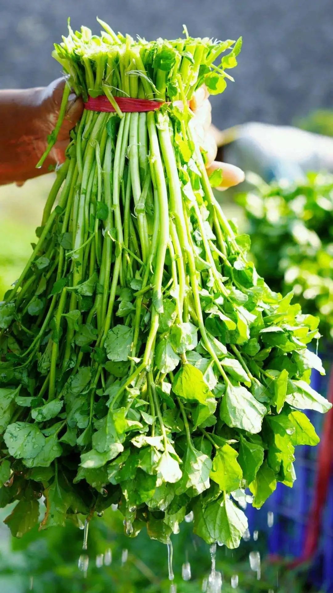 西洋菜.jpg 西洋菜.jpg