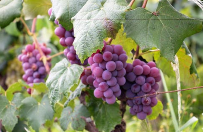 水果.png 新鮮水果