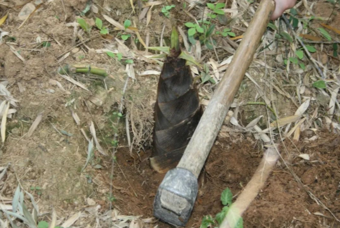 挖筍怎么挖 挖筍怎么挖