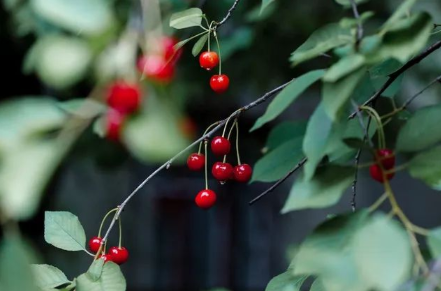 水果.png 水果.png