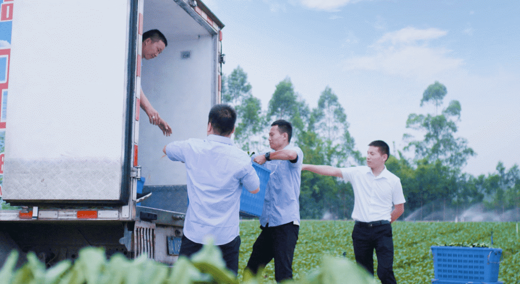 康來福蔬菜配送