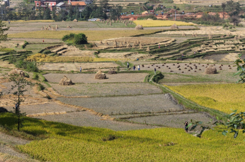 農(nóng)田豐收 農(nóng)田豐收