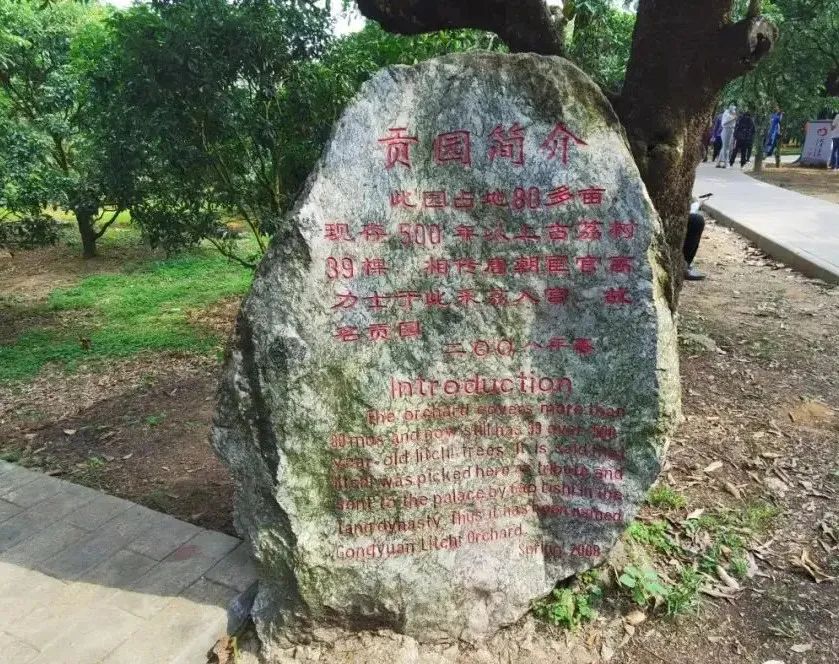 貢園的荔枝古樹 貢園的荔枝古樹