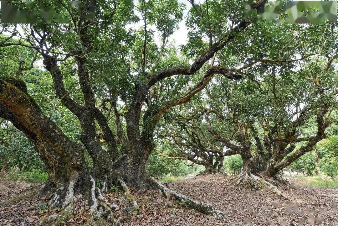 祿段古荔園 祿段古荔園