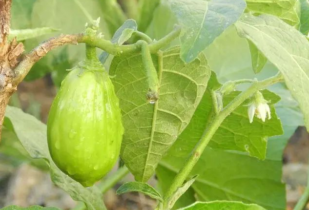 綠色茄子能吃嗎，這種茄子的味道有點像蘋果