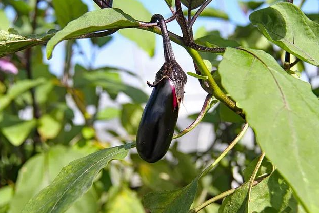 茄子 茄子