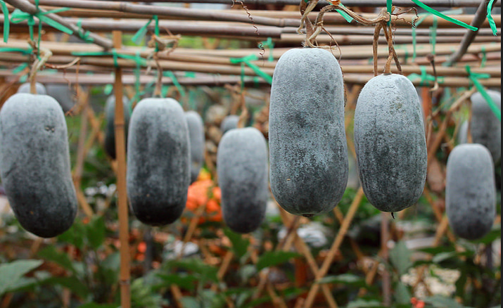 冬瓜 冬瓜