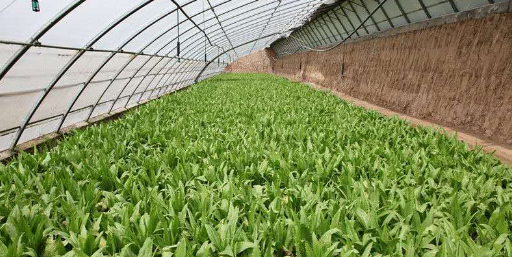 油麥菜基地 油麥菜基地