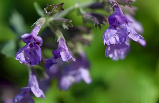 紫色的花朵.png 紫色的花朵.png