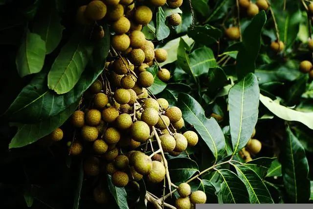 龍眼一串 龍眼一串