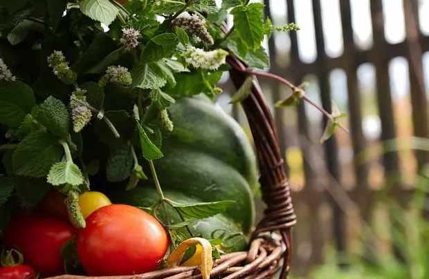生鮮蔬菜配送  生鮮蔬菜配送