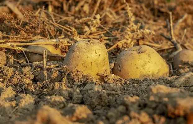 生鮮蔬菜配送 生鮮蔬菜配送