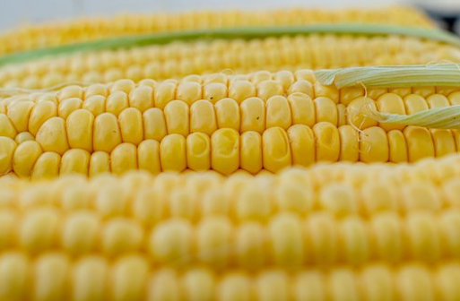 新鮮玉米 新鮮玉米