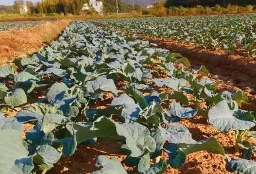 蔬菜基地 蔬菜基地