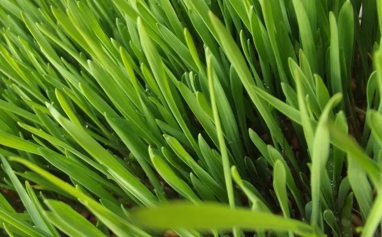 廣州蔬菜配送公司康來福為客戶食堂配送新鮮健康云南韭菜