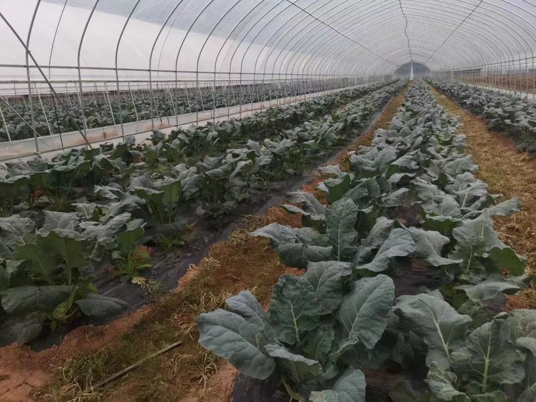 蔬菜大棚 蔬菜大棚