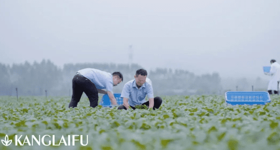 蔬菜基地 蔬菜基地