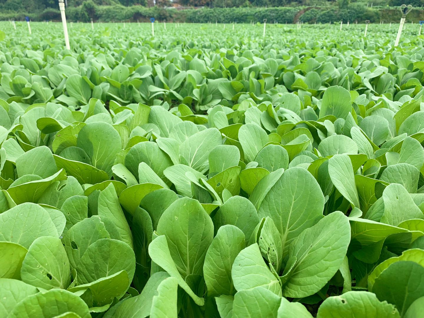 蔬菜種植基地 (20).jpg