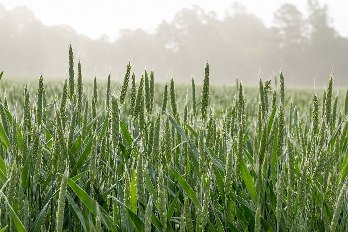 三農資訊 | 中央財政下達14.16億元支持各地病蟲害防控；一季度高品質果蔬等冷鏈需求明顯上漲