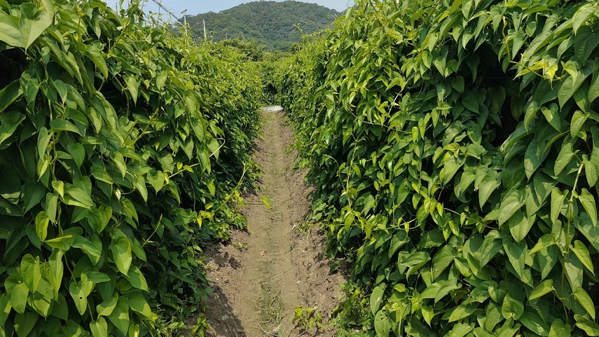 紫玉參薯苗.jpg 紫玉參薯苗.jpg