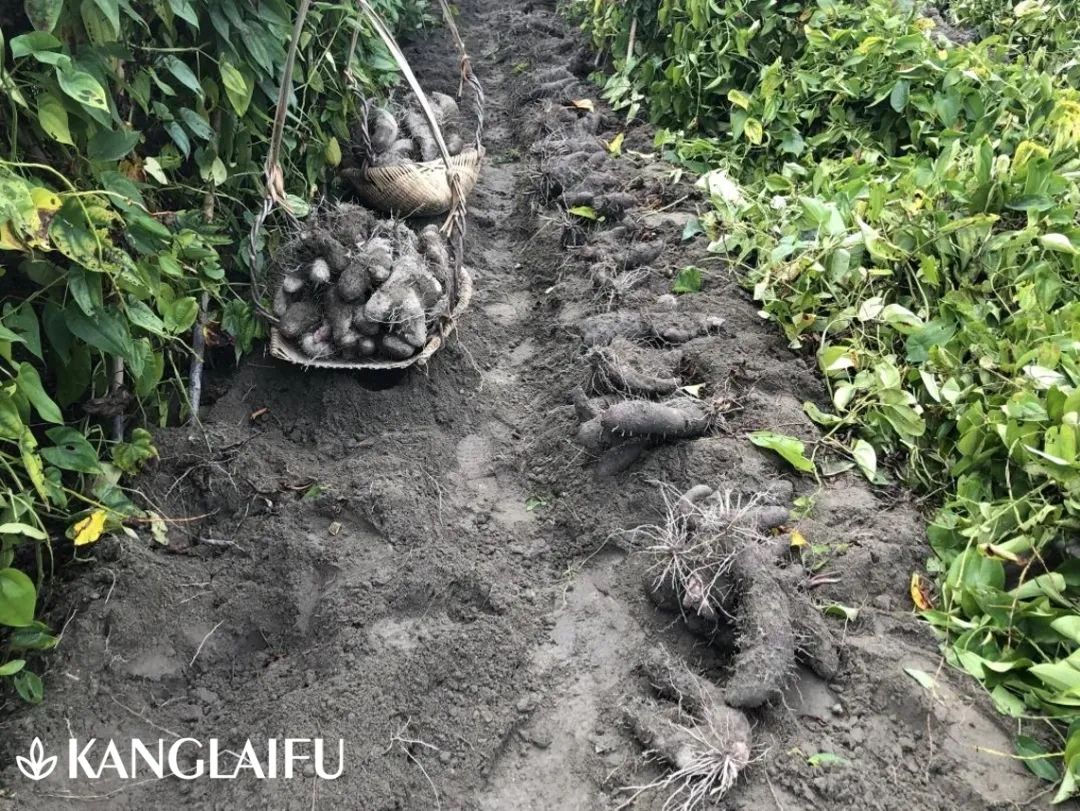 收獲現(xiàn)場.jpg 收獲現(xiàn)場.jpg