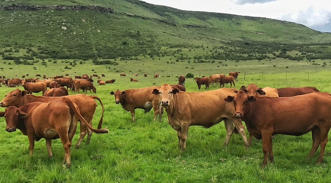 三農(nóng)資訊 | 中辦、國(guó)辦印發(fā)《關(guān)于完善市場(chǎng)準(zhǔn)入制度的意見》;農(nóng)業(yè)農(nóng)村部召開穩(wěn)定奶牛、肉牛生產(chǎn)視頻調(diào)度會(huì)