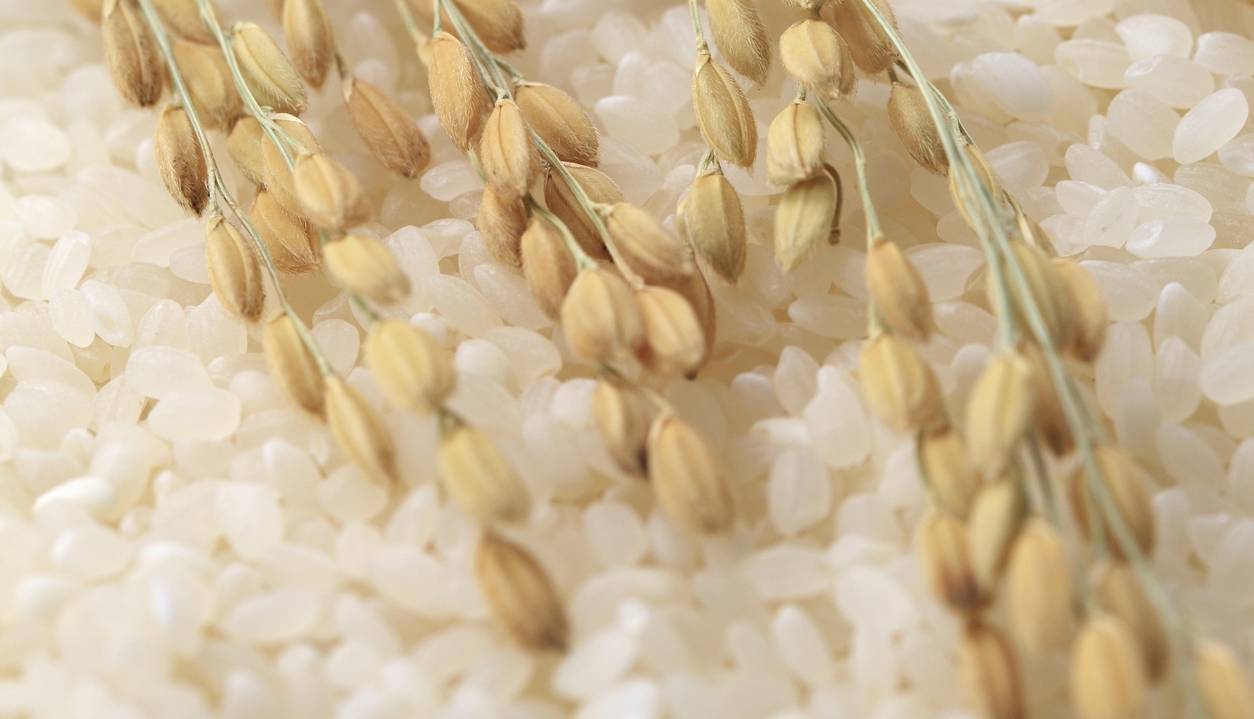 大米常見有什么分類？